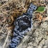 Мужские часы Skmei 1688CMGY Camo Gray. фото 5